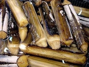 警惕餐桌风险 食用农产品批发中的抗生素超标海鲜